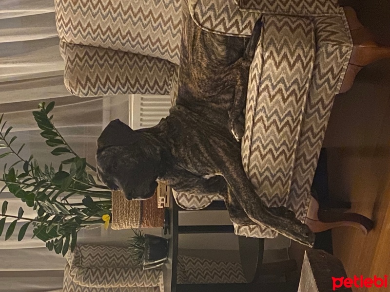 Presa Canario, Köpek  Hera fotoğrafı