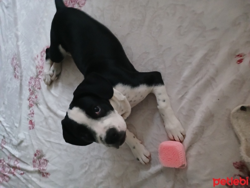 Amerikan Staffordshire Terrier, Köpek  Paşa fotoğrafı