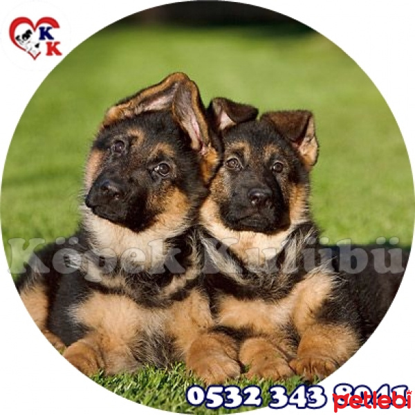 Alman Çoban Köpeği, Köpek  Alman Çoban Köpeği fotoğrafı