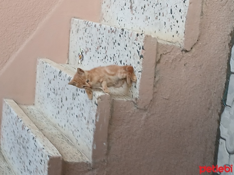 Tekir Kedi, Kedi  Muzlu süt fotoğrafı