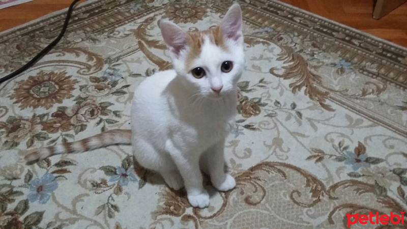 Tekir Kedi, Kedi  Eylül fotoğrafı