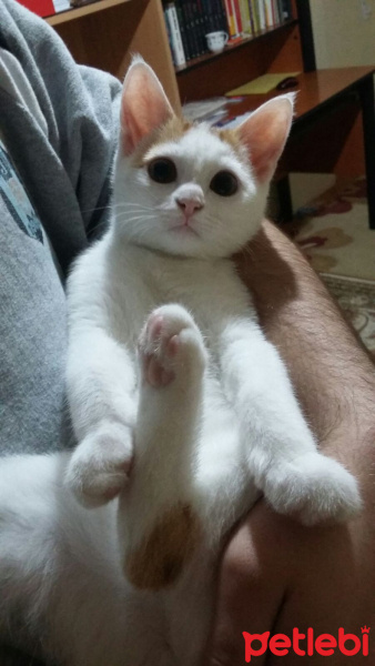 Tekir Kedi, Kedi  Eylül fotoğrafı