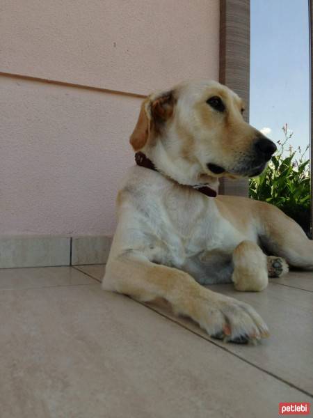 Golden Retriever, Köpek  Tarçın fotoğrafı