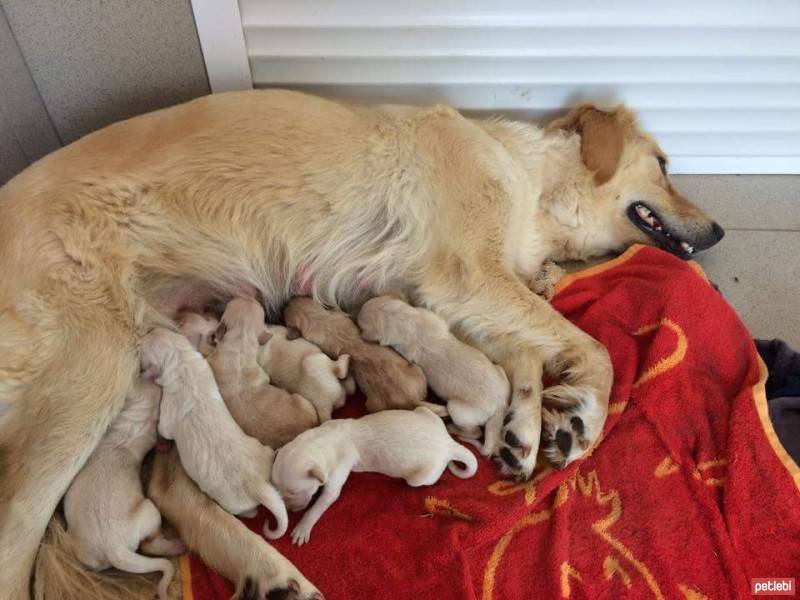 Golden Retriever, Köpek  Tarçın fotoğrafı