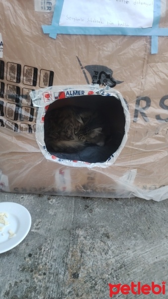 Chinchilla, Kedi  Tombiş fotoğrafı