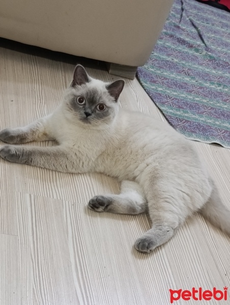 British Shorthair, Kedi  Eva fotoğrafı