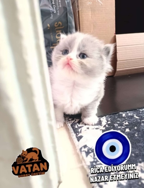 British Shorthair, Kedi  Eva fotoğrafı