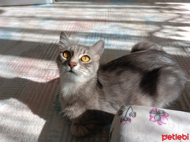 Tekir Kedi, Kedi  Maya fotoğrafı