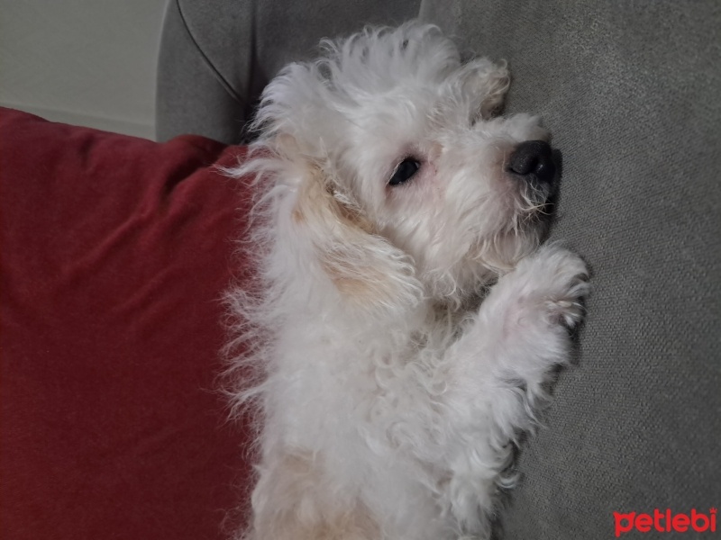 Maltese, Köpek  Kuki fotoğrafı