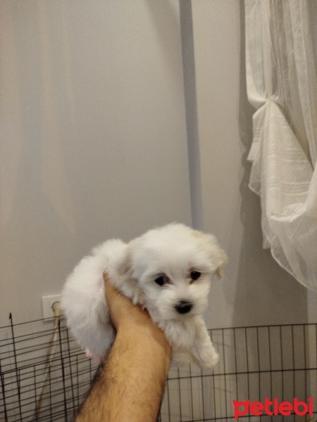 Maltese, Köpek  Mia fotoğrafı