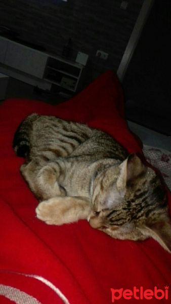 Tekir Kedi, Kedi  Tekila fotoğrafı