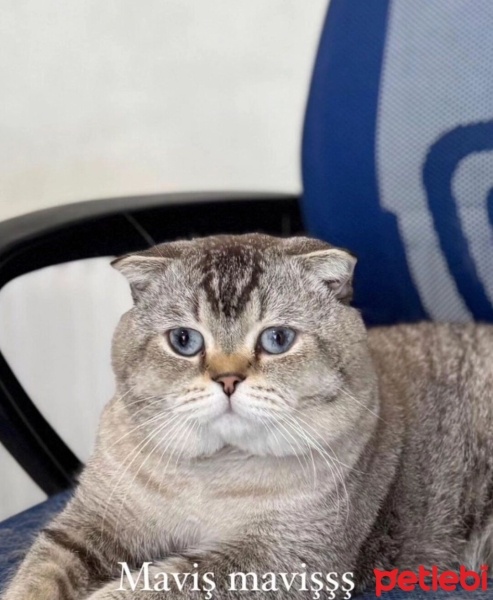 Scottish Fold, Kedi  Maviş fotoğrafı