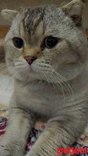 Scottish Fold, Kedi  Maviş fotoğrafı