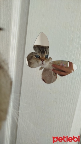 Scottish Fold, Kedi  Maviş fotoğrafı