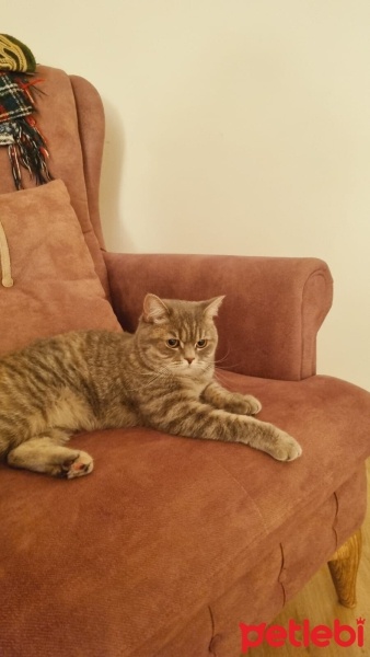 British Shorthair, Kedi  Pikaçu fotoğrafı