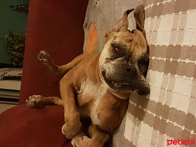 Boxer, Köpek  Zeyna fotoğrafı