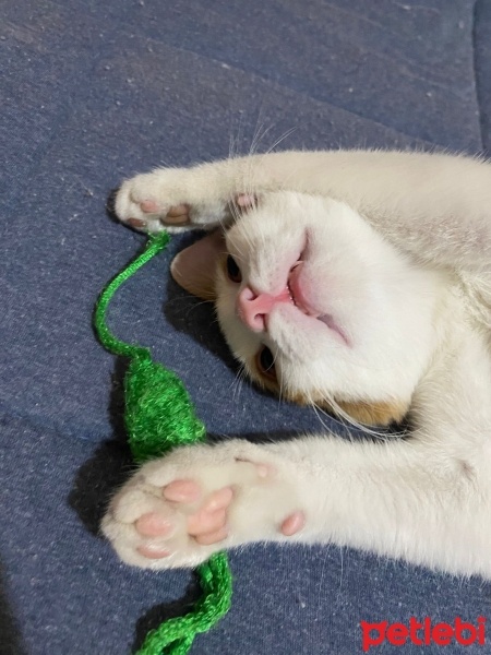 Sarman, Kedi  hüsnü fotoğrafı