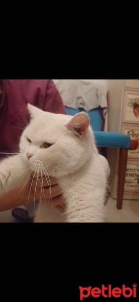 British Shorthair, Kedi  Pamuk fotoğrafı
