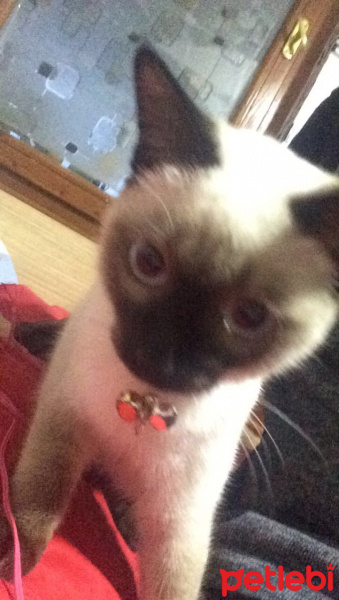 Siyam Kedisi, Kedi  Mira fotoğrafı