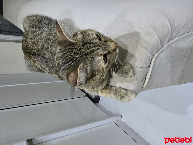 Tekir Kedi, Kedi  Yumak fotoğrafı