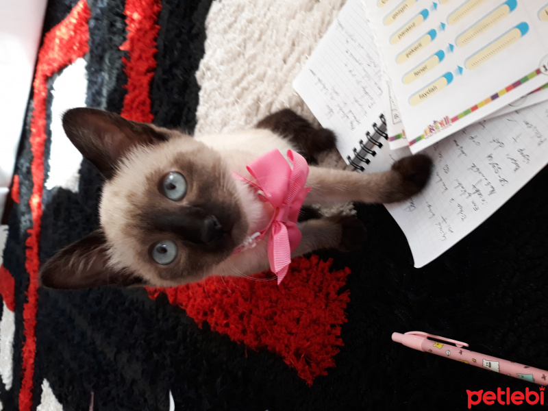 Siyam Kedisi, Kedi  Maya fotoğrafı