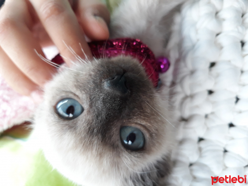 Siyam Kedisi, Kedi  Maya fotoğrafı