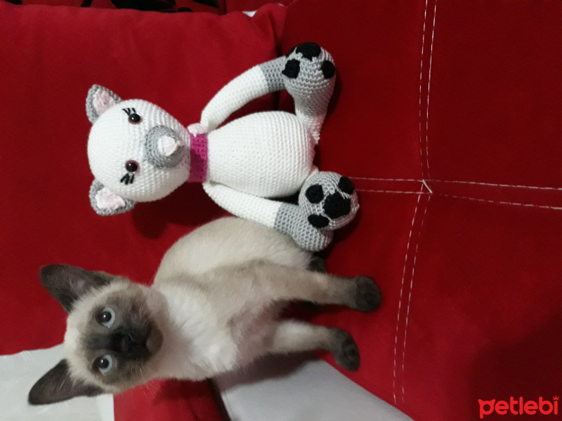 Siyam Kedisi, Kedi  Maya fotoğrafı