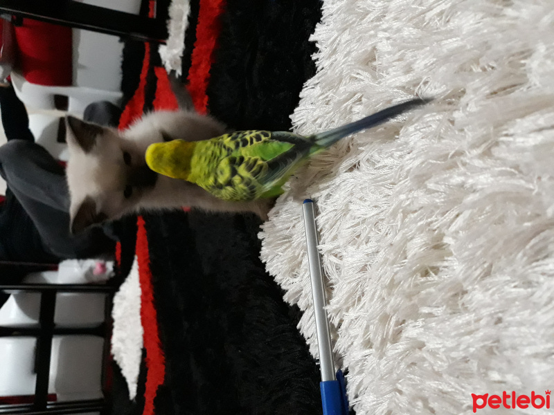 Siyam Kedisi, Kedi  Maya fotoğrafı