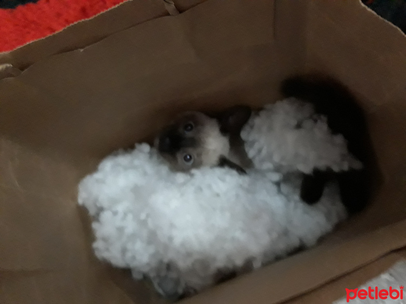 Siyam Kedisi, Kedi  Maya fotoğrafı