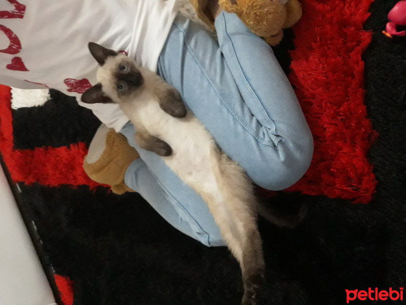 Siyam Kedisi, Kedi  Maya fotoğrafı