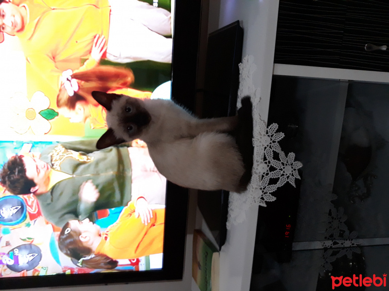 Siyam Kedisi, Kedi  Maya fotoğrafı