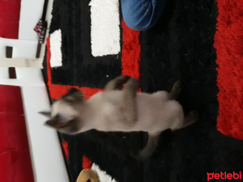 Siyam Kedisi, Kedi  Maya fotoğrafı