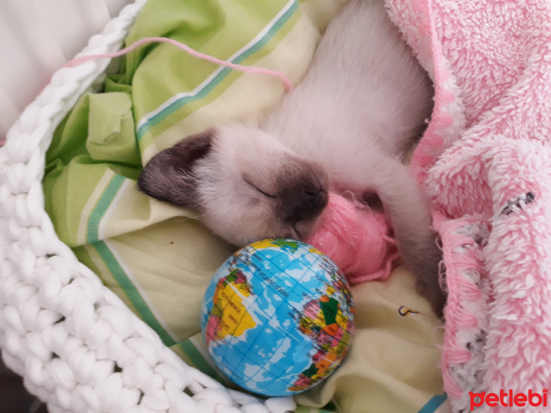 Siyam Kedisi, Kedi  Maya fotoğrafı