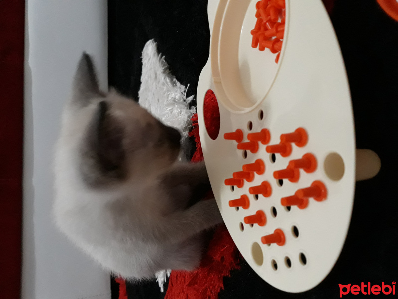 Siyam Kedisi, Kedi  Maya fotoğrafı