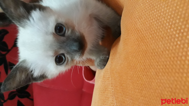 Siyam Kedisi, Kedi  Maya fotoğrafı