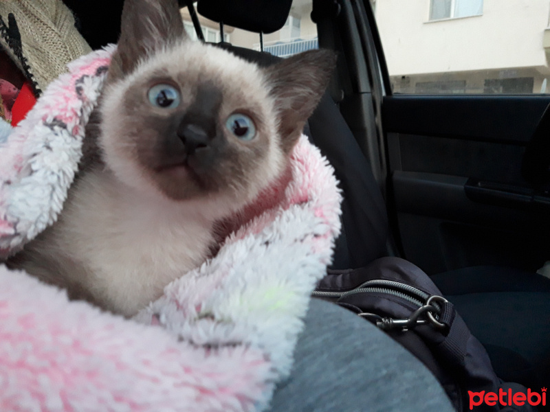 Siyam Kedisi, Kedi  Maya fotoğrafı