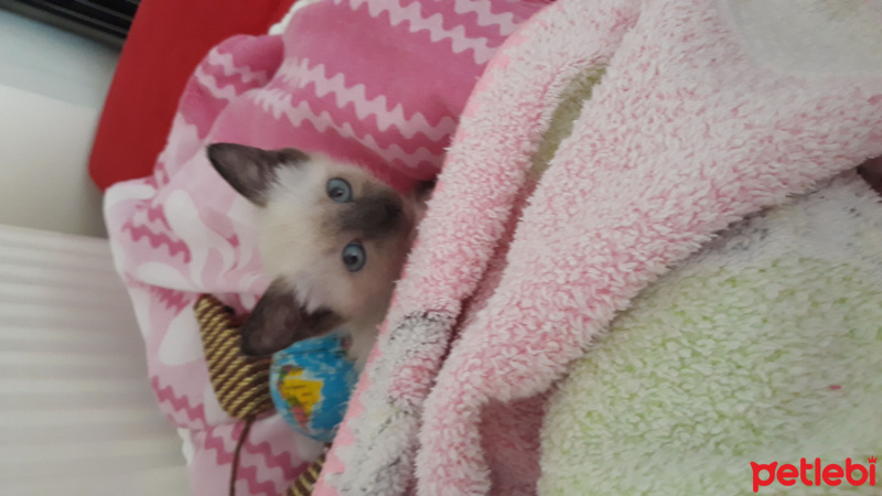 Siyam Kedisi, Kedi  Maya fotoğrafı