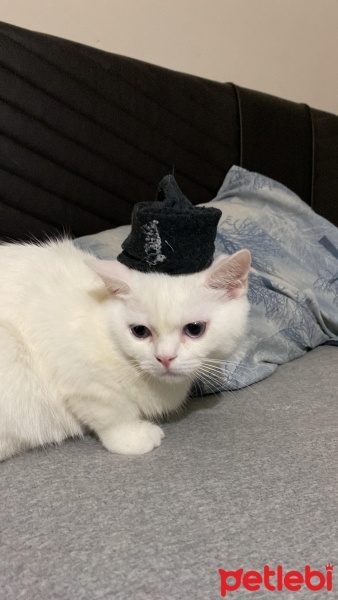 British Longhair, Kedi  Hacı Bayram fotoğrafı