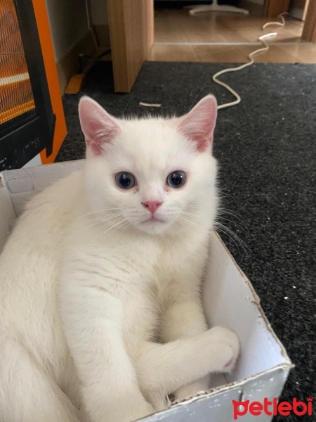 British Longhair, Kedi  Hacı Bayram fotoğrafı