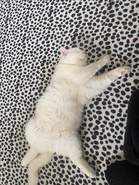 British Longhair, Kedi  Cesur fotoğrafı