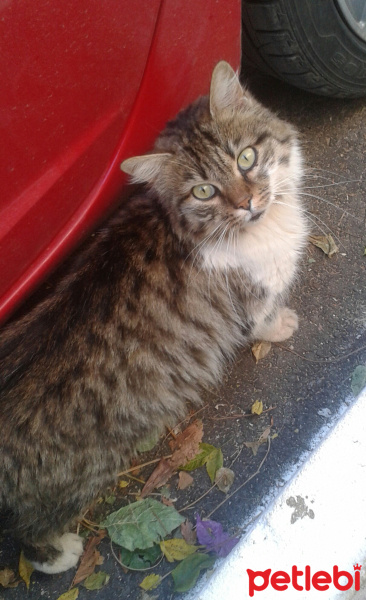 American Curl, Kedi  Sibirya fotoğrafı