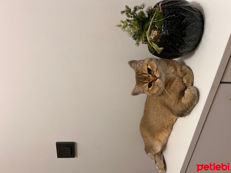British Shorthair, Kedi  Alvin fotoğrafı