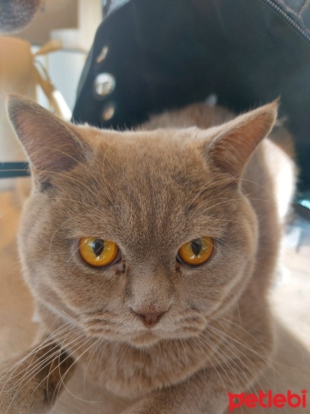 British Shorthair, Kedi  Bulut fotoğrafı