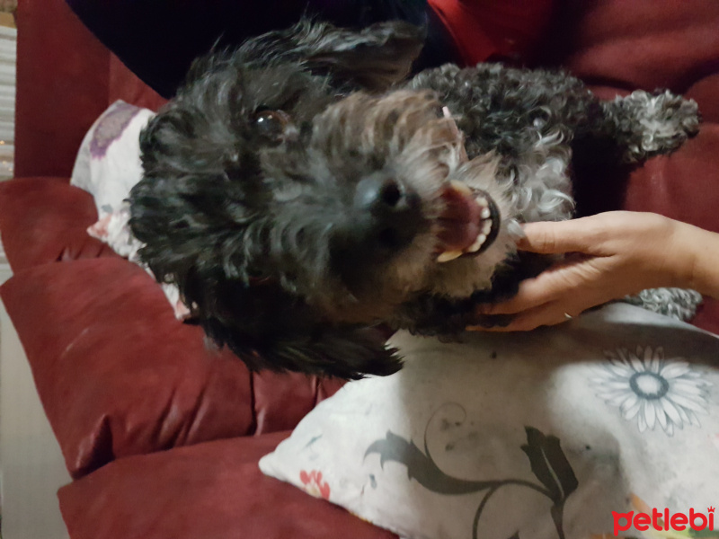 İskoç Terrier, Köpek  Zeytin fotoğrafı