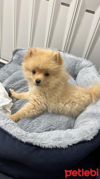 Pomeranyalı, Köpek  LATTE fotoğrafı