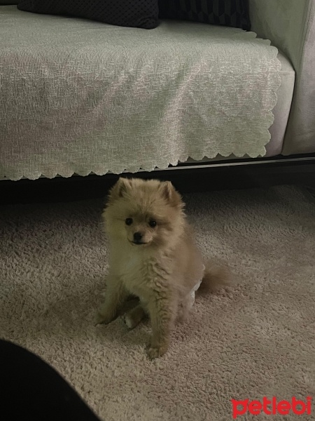 Pomeranyalı, Köpek  LATTE fotoğrafı