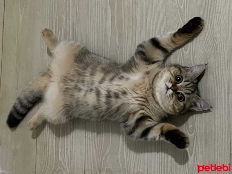 British Shorthair, Kedi  Bihter fotoğrafı