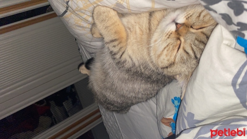 British Shorthair, Kedi  Bihter fotoğrafı
