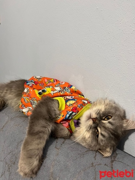 Chinchilla, Kedi  Duman fotoğrafı
