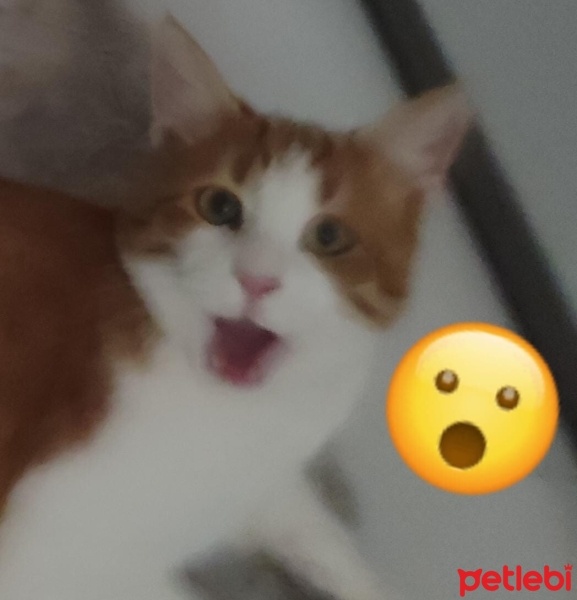Sarman, Kedi  orange fotoğrafı